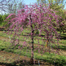 Pink Heartbreaker Redbud Tree