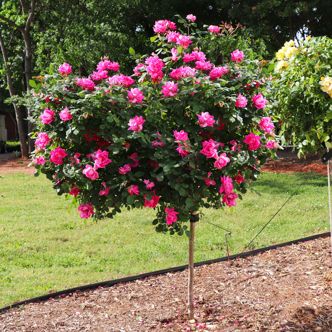Pink Knock Out Rose Trees for Sale – FastGrowingTrees.com