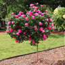 Pink Knock Out® Rose Tree