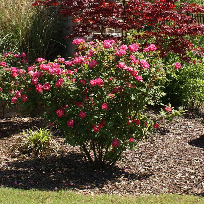Pink Knock Out Roses for Sale – FastGrowingTrees.com