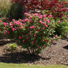 Double Pink Knock Out® Rose