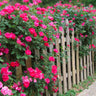 Double Pink Knock Out® Rose Shrub