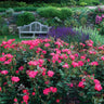 Double Pink Knock Out® Rose Shrub