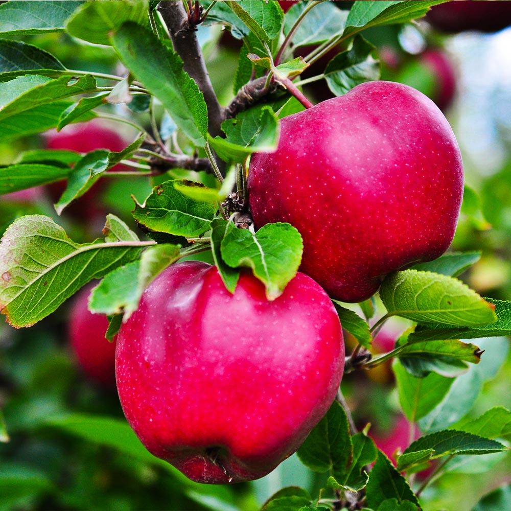 Low-Chill Pink Lady Apple Trees for Sale