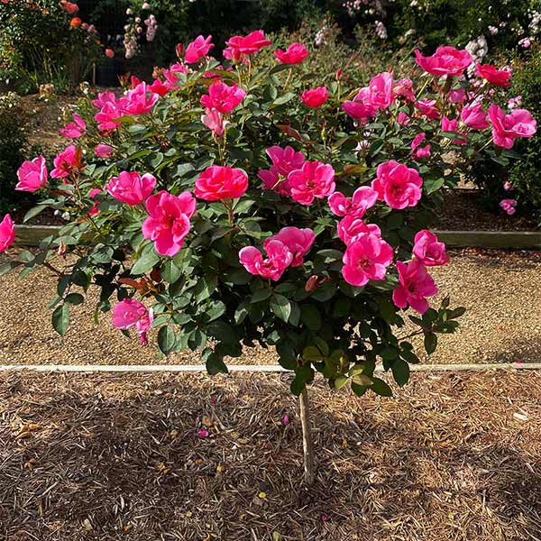 Pink Miracle™ Rose Trees for Sale – FastGrowingTrees.com
