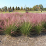 Pink Muhly Grass