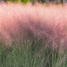 Pink Muhly Grass