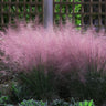 Pink Muhly Grass