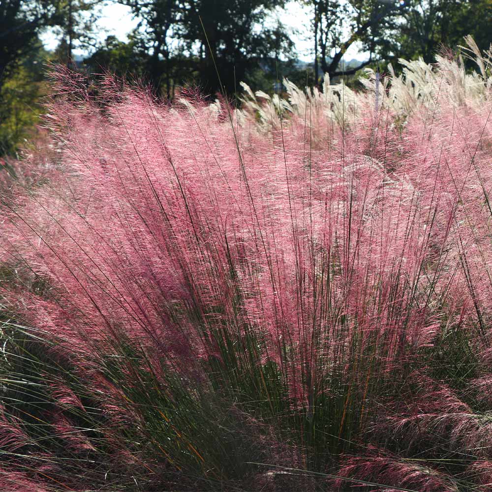 Pink Muhly Grass