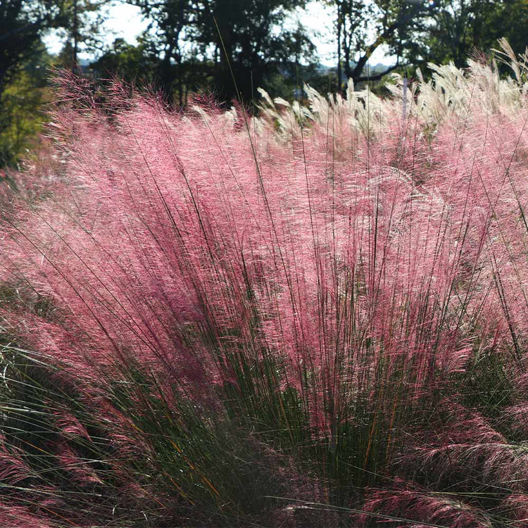 Light Pink Pampas Grass Spray - Kelea's Florals