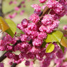 Pink Pom Poms Redbud Tree