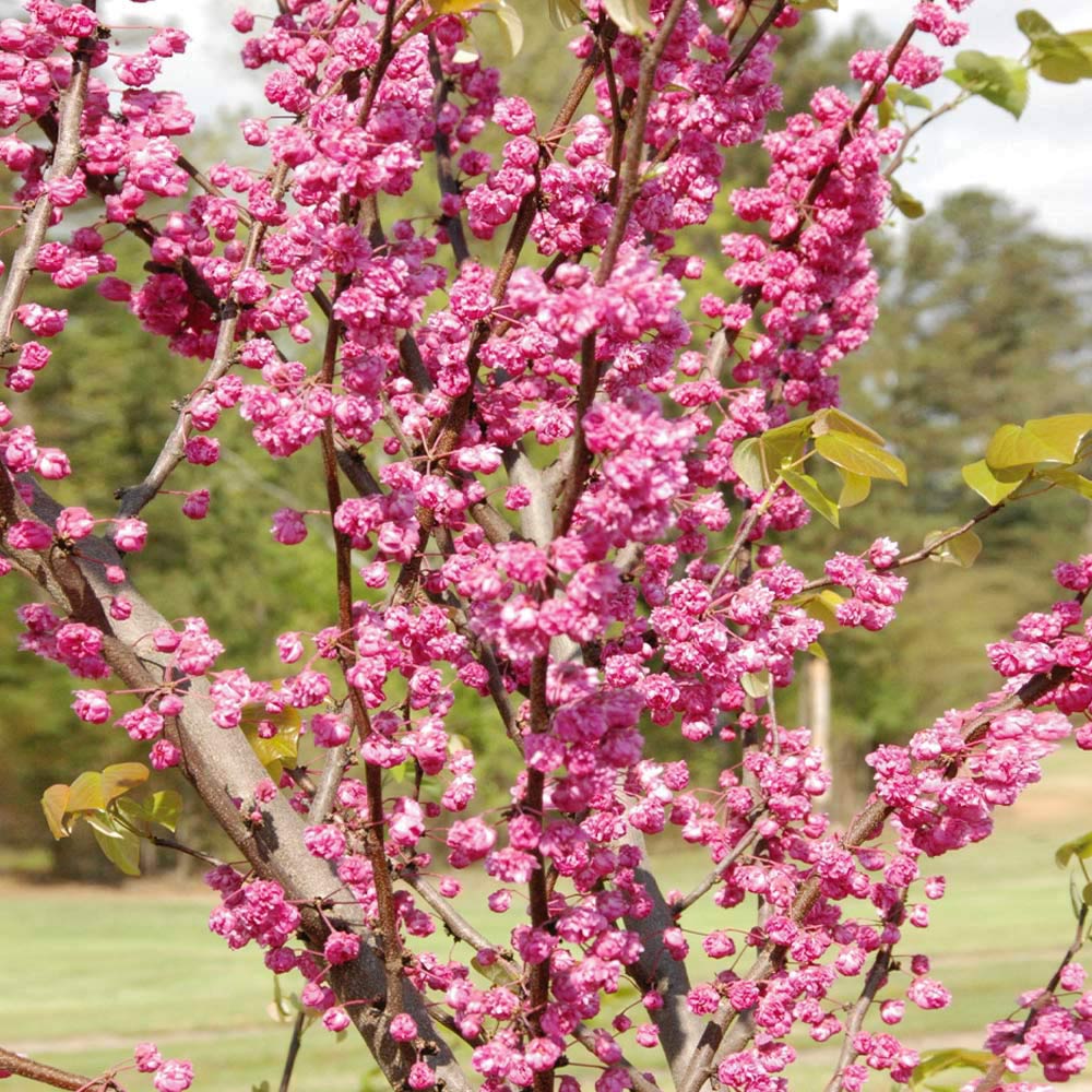 Pink Pom Poms Eastern Redbud Tree, Cercis candadensis 'Pink Pom Poms