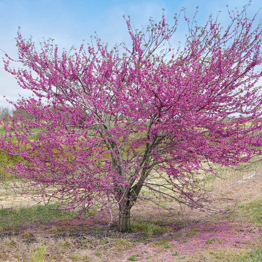 Pink Pom Poms' Redbud Trees for Sale
