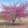 Pink Pom Poms Redbud Tree