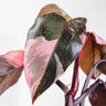 Pink Princess Philodendron