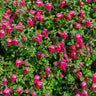 Pink Skullcap Shrub