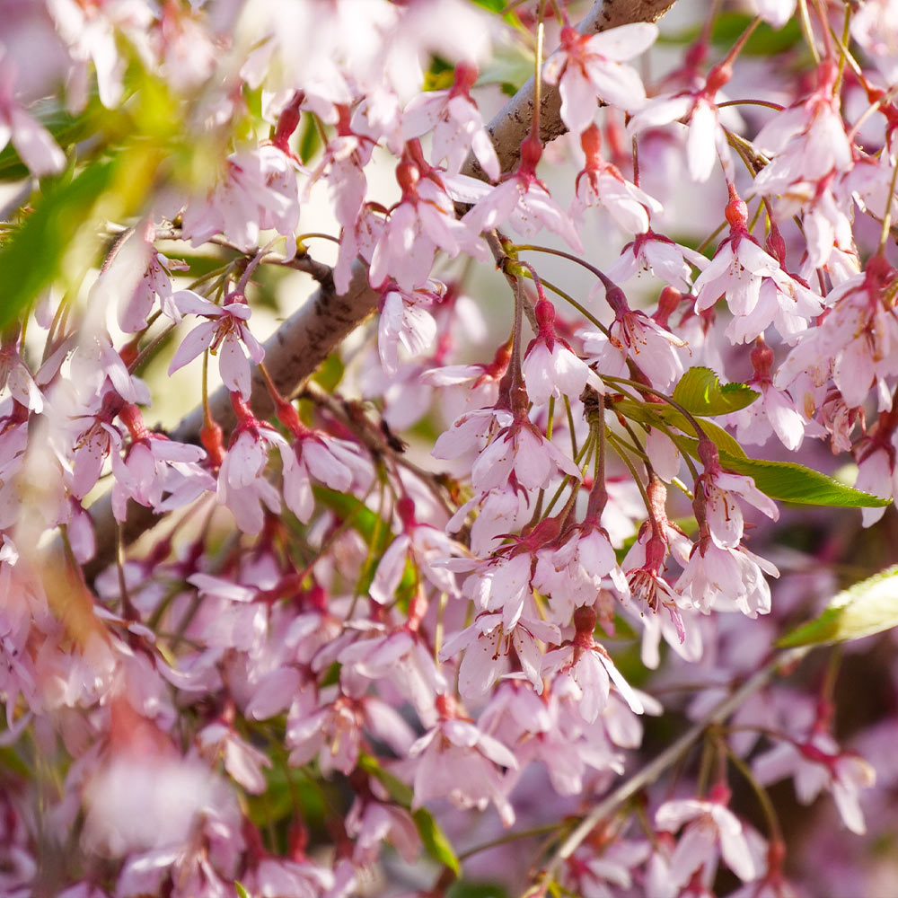 Pink Snow Showers™ Weeping Cherry Tree