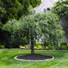 Pink Snow Showers™ Weeping Cherry Tree