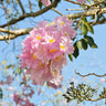 Pink Trumpet Tree