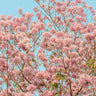 Pink Trumpet Tree