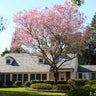 Pink Trumpet Tree