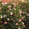 Pink-A-Boo® Camellia Shrub