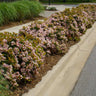 Pinkie Indian Hawthorn Shrub