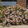 Pinkie Indian Hawthorn Shrub