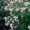 Pink Rose of Sharon Althea