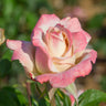 Pinkerbelle Rose