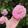 Pinkerbelle Rose