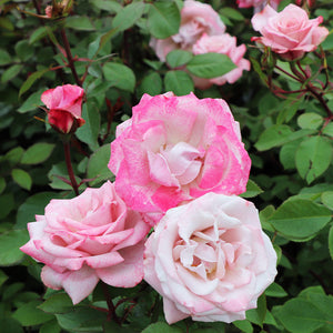 Pinkerbelle™ Roses for Sale | FastGrowingTrees.com
