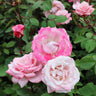 Pinkerbelle Rose