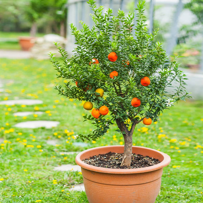 pixie tangerine tree