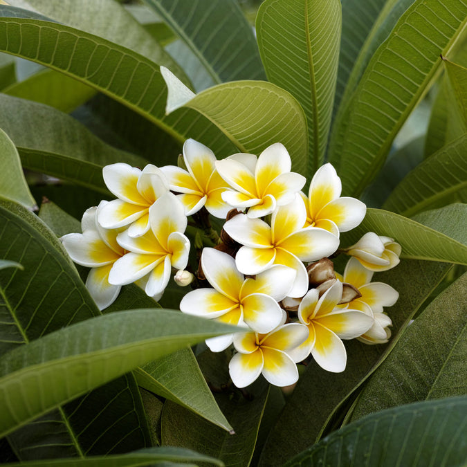 Plumerias for Sale – FastGrowingTrees.com