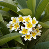 Plumeria