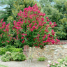 Pink Velour Crape Myrtle Tree