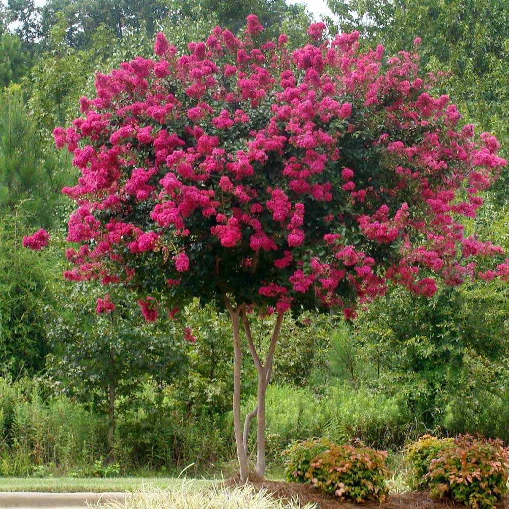 Pink Velour Crape Myrtle Trees For Sale