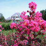 Pink Velour Crape Myrtle