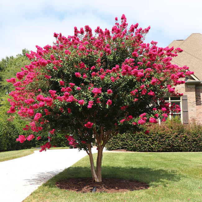 How to Prune Crepe Myrtle Trees - Flower Magazine