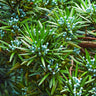 Podocarpus Shrub