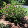 Pocomoke Crape Myrtle Shrub