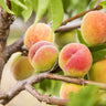 Polly Peach Tree