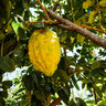 Ponderosa Lemon Bush