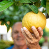 Ponderosa Lemon Bush