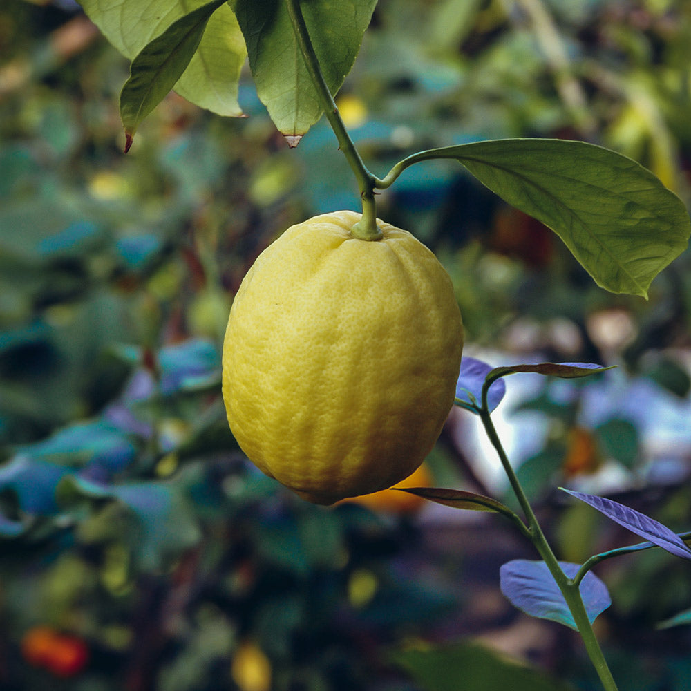 Mixed faux fruits, lemons, apples, pears and orange bush, lemon stems