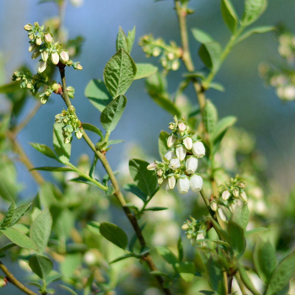 Powder Blue Blueberry Bushes for Sale at Arbor Day's Online Tree