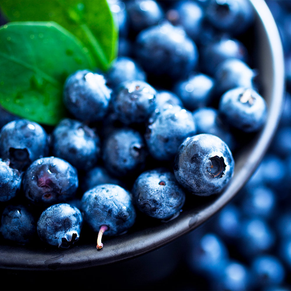 Powder Blue Blueberry Bushes for Sale at Arbor Day's Online Tree