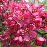 Prairifire Crabapple Tree