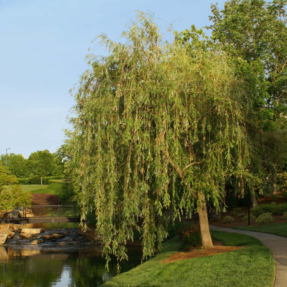 Prairie Cascade Weeping Willows For Sale